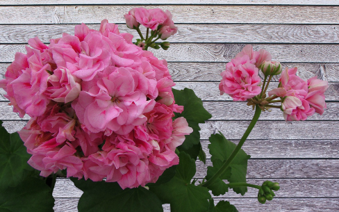 пеларгония сорта Лаурен Александра (Lauren Alexandra)