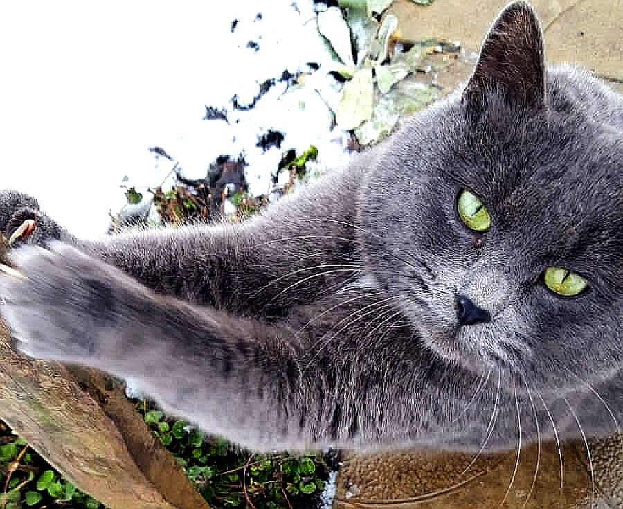 Кот, просто кот трэйдер