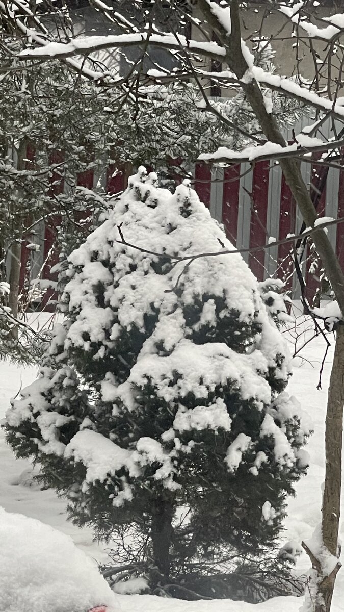 Сегодня 06.01.2024, потепление до -18 днём (с -28, которые «держались» 3+ дней, это правда благодать). А ещё красивая пурга с волшебно пушистым снегом ❄️❄️❄️ Фото автора, Анны Подолиной.
