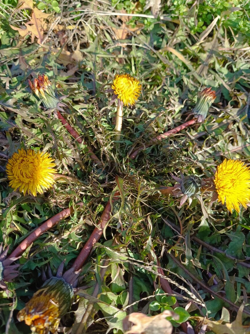 Январские одуванчики от Жени Гроссу