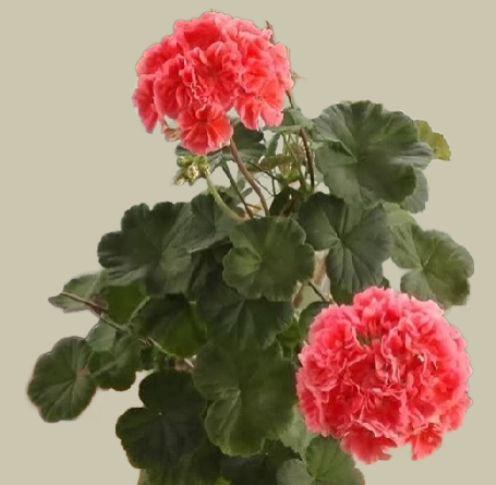 пеларгония сорта Lake