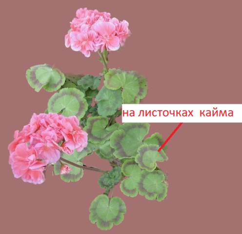 округлые резные листья насыщенного темно-зеленого цвета с коричневатой широкой окантовкой 