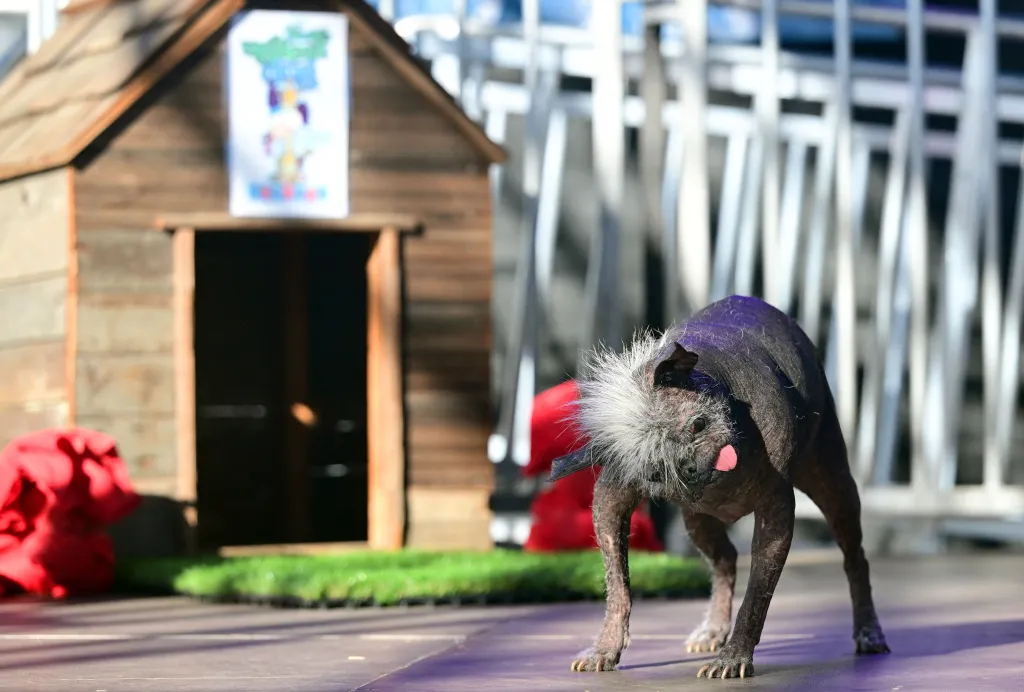 год собаки 2023 мужчины. собака знак китайского гороскопа. фильмы про собак 2023. гороскоп на 2023 год. год собаки 2023 мужчины.