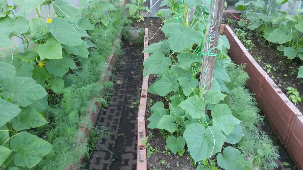 Вот сидит апрельский укроп в огурцах