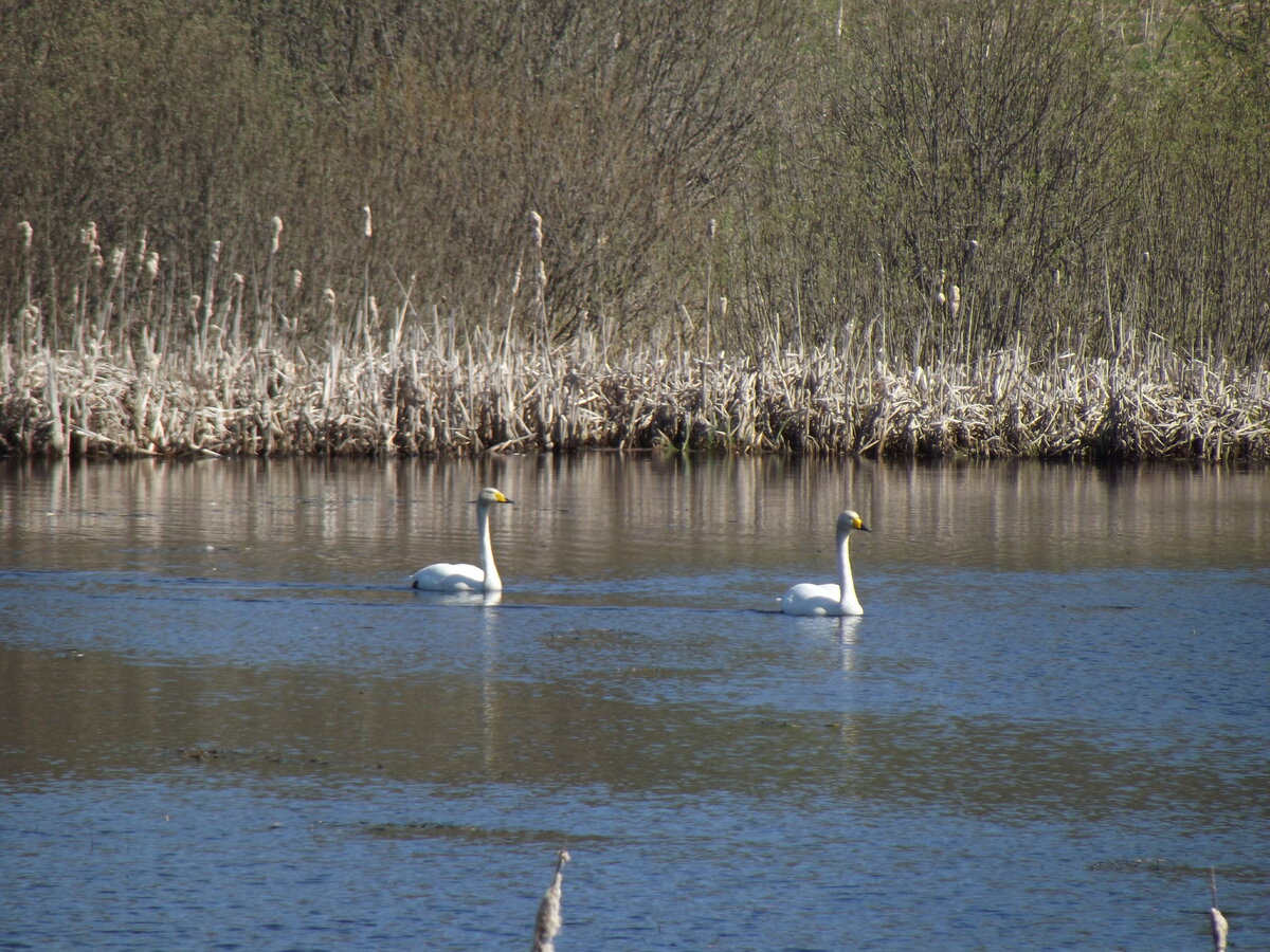 Пара лебедей-кликунов