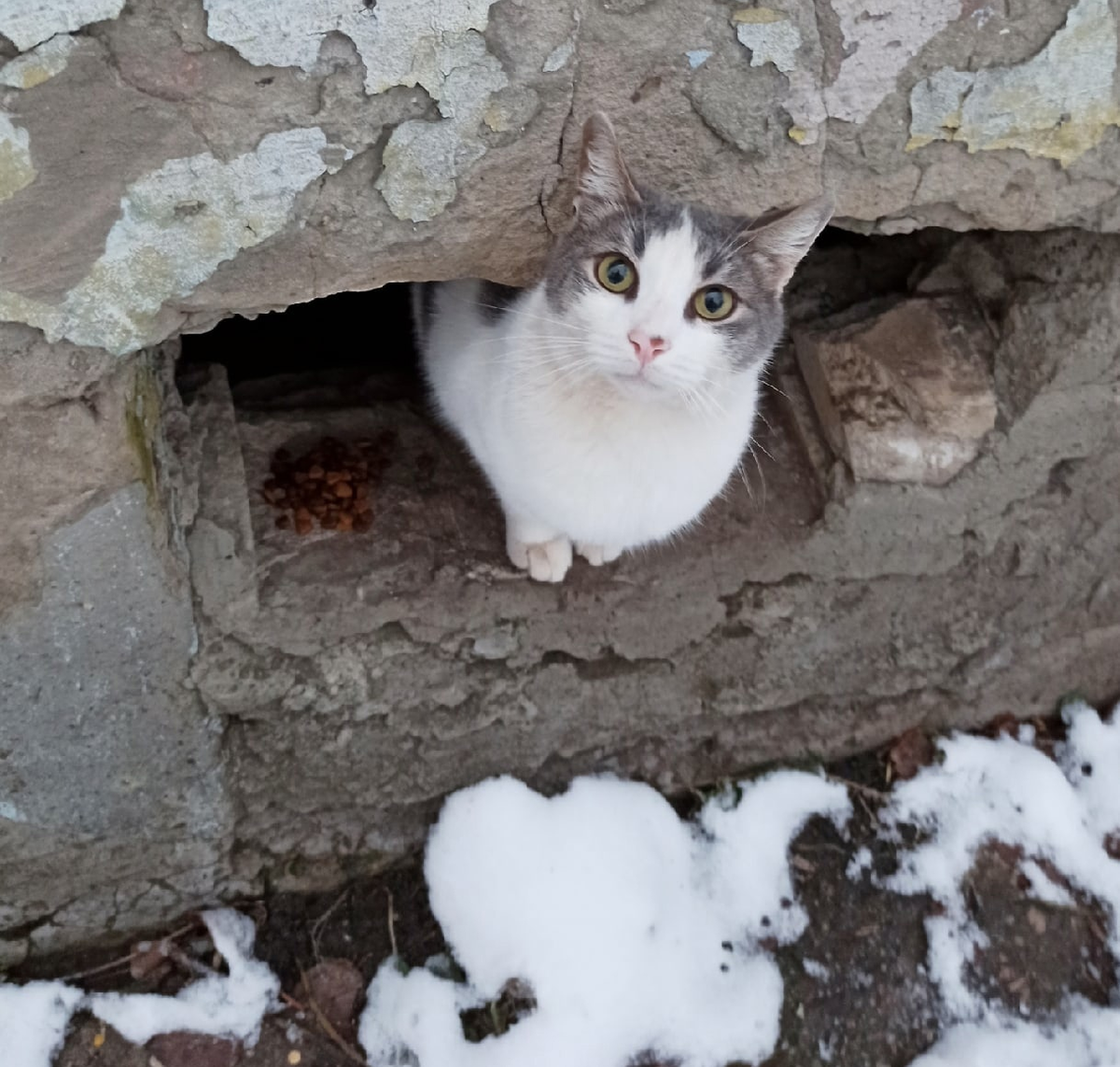 Родной живой