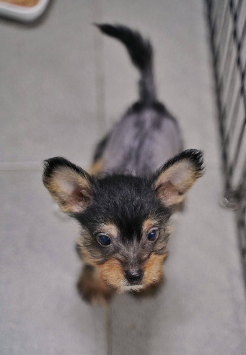 В поисках дома метис китайской хохлатой собачки🐶 Щенок жизнерадостный и  озорный! Кто заберет счастье в свой дом? | Домик Мелкашей - приют маленьких  собак | Дзен