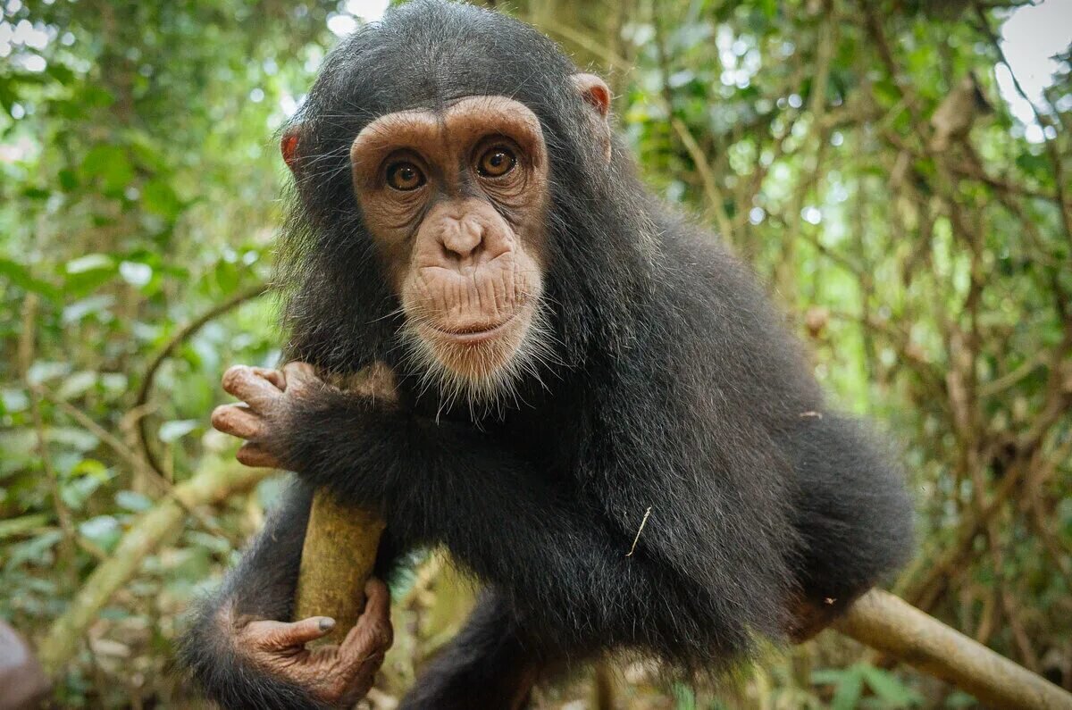 Из картинок Яндекса (какая ж лапочка, какие глазки)