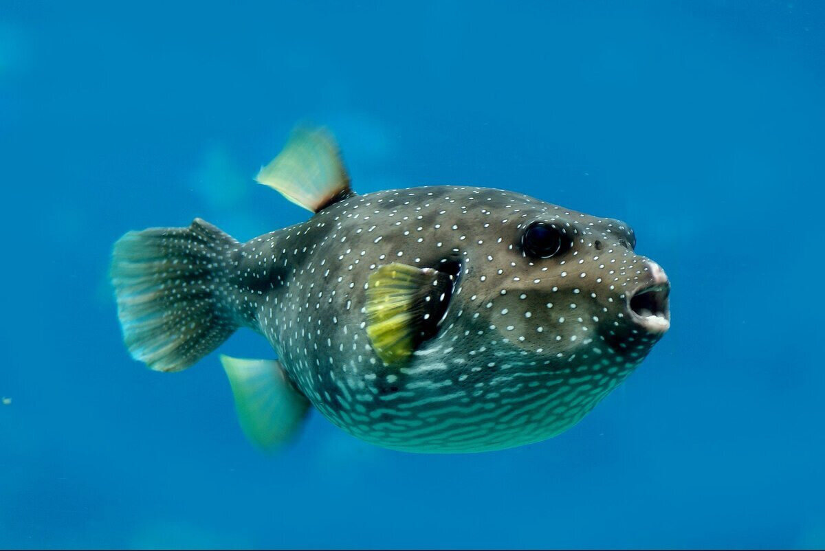 Ядовитая морская рыба из которой готовят блюдо фугу