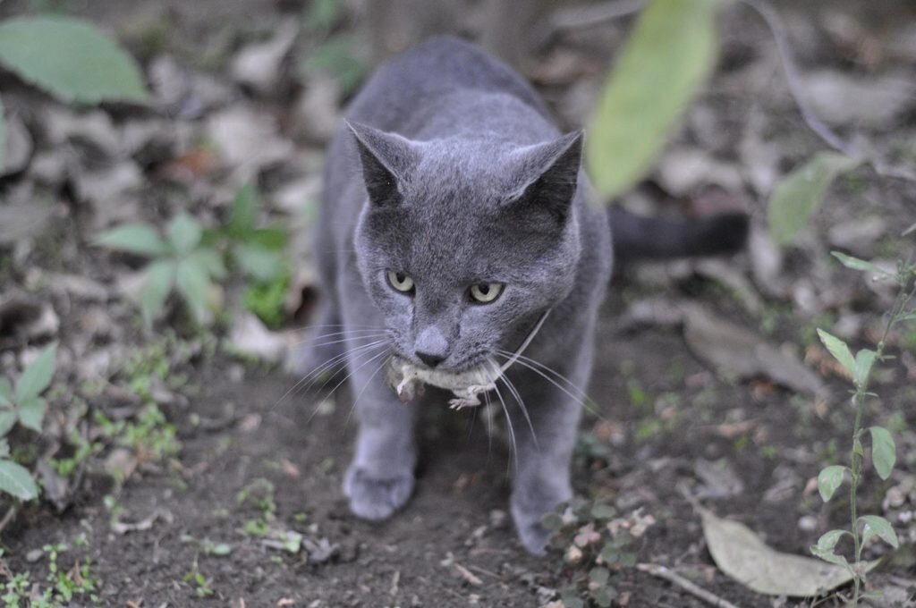 Котенок мурчит. Интересные факты о кошках. Текст песни черный кот. Интересные факты о кошках 2 класс. Почему котикам не нравится текст.