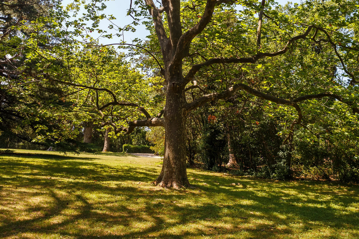 Каштановая поляна. Фото из открытых источников Яндекс.Картинки