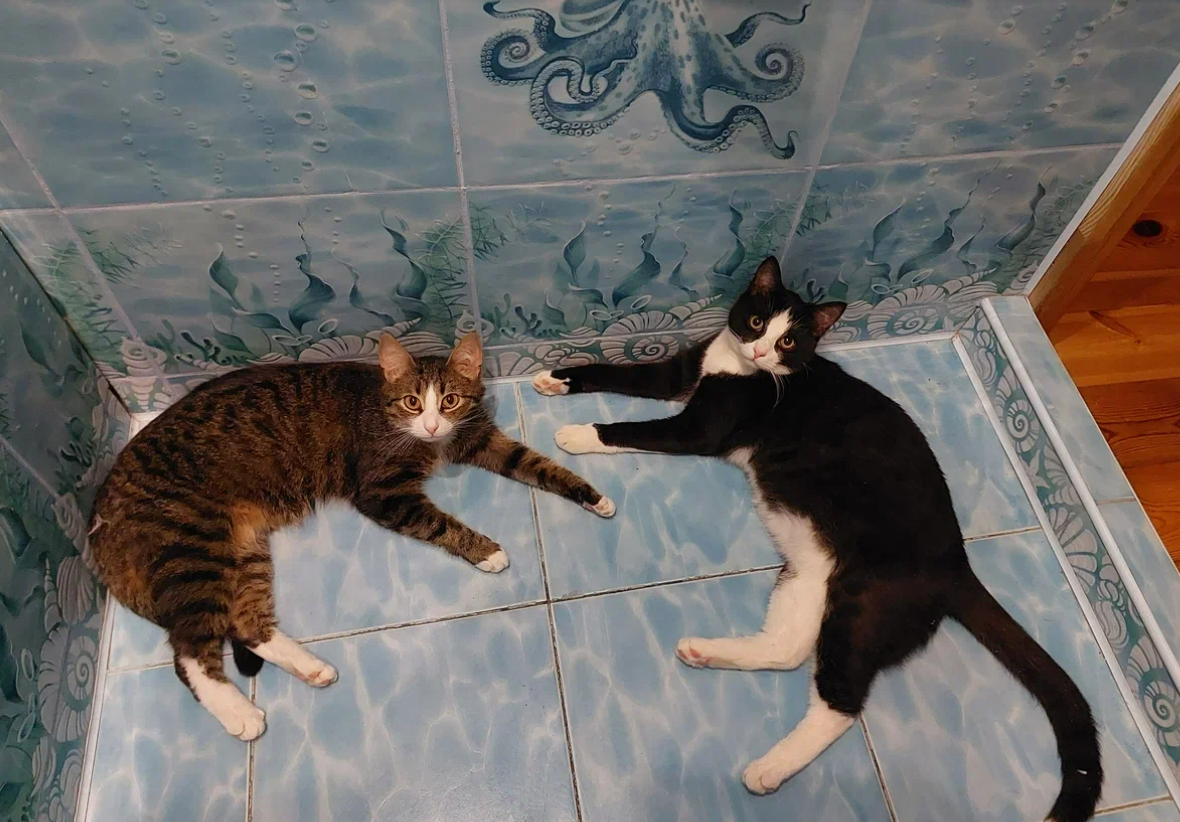 Мы забыли как вставить сюда текст.