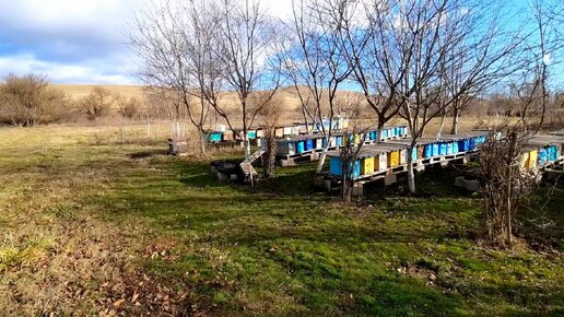 Грядут морозы.просмотер пчел в январе.