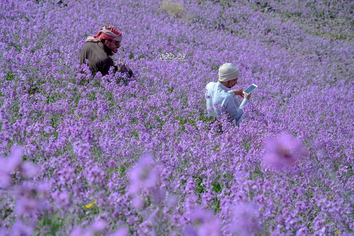 Дикая лаванда зацвела в Аравийской пустыне.