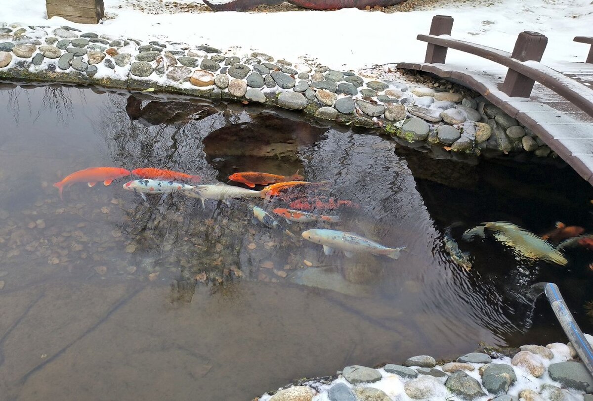 Искусственный пруд. Водоемы в ландшафте. Прудик с рыбками на участке. Пруд своими руками. Пруд создавать.