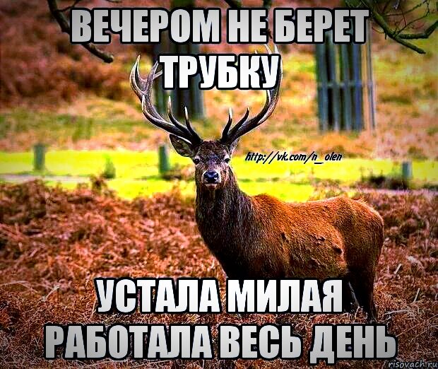 Вредная неверная. Олень Мем. Наивный олень. Олень в отношениях. Олень измена