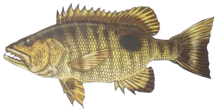 Lutjanus fuscescens