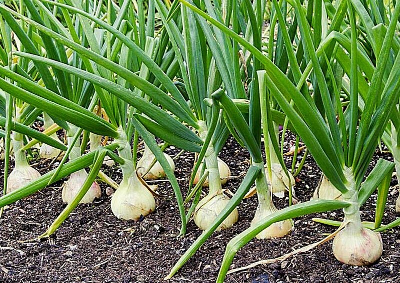 Лук репчатый на грядке