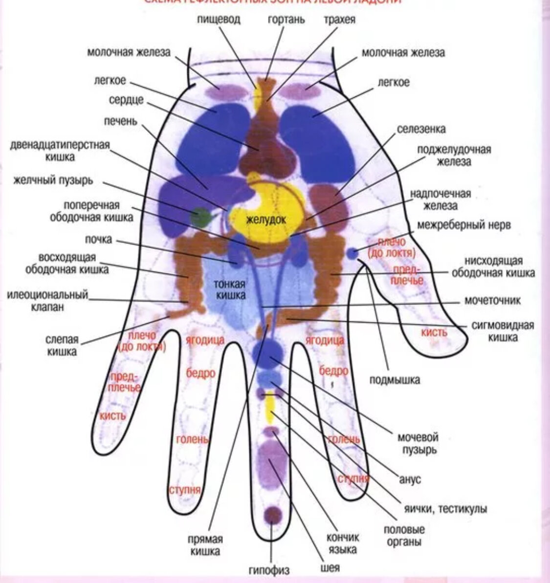 Психосоматика левая рука пальцы. Рефлекторные зоны ладоней схема. Проекция внутренних органов на ладони человека. Рефлекторные зоны стопы схема органы. Проекционные зоны по Огулову на ладони.