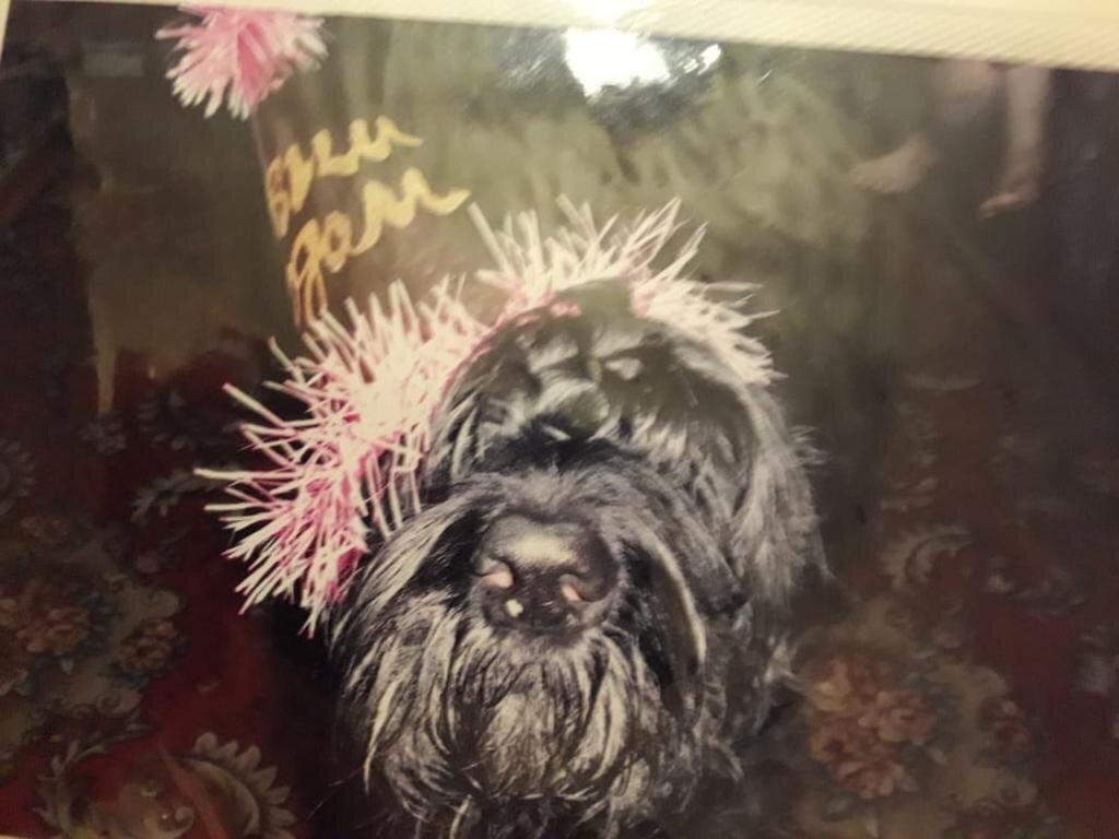 Ризеншнауцер Фил - охранник, нянь, верный друг