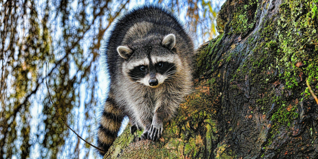 Еноты: Загадочные Жители Лесов