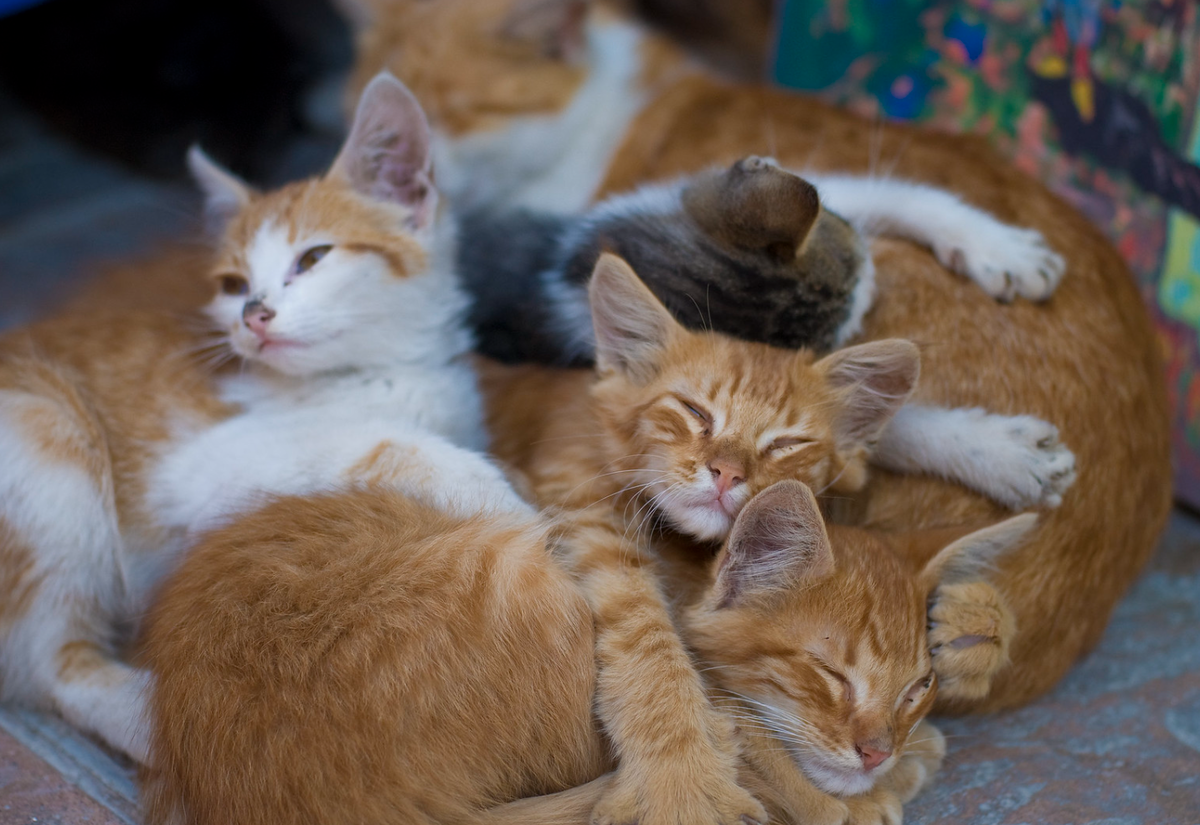 Милые котята