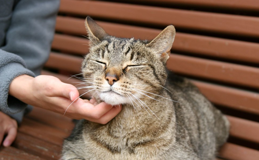 Чаще всего во время мурлыканья кошки счастливы