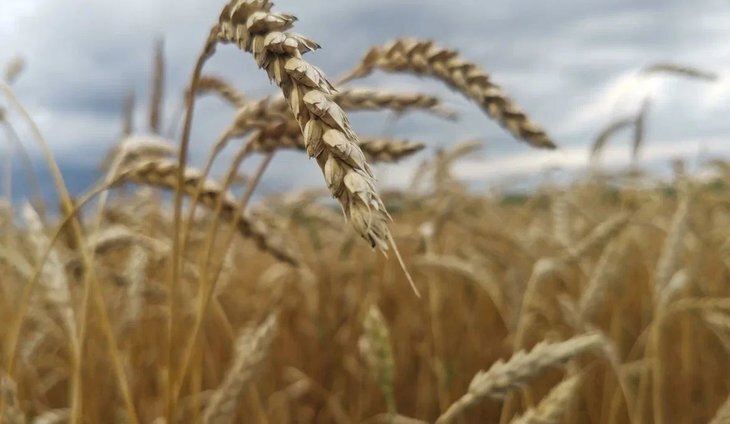    Открытие в Иране торгового дома «Тамбов» подчеркивает интерес к российскому зерну и другой агропродукции