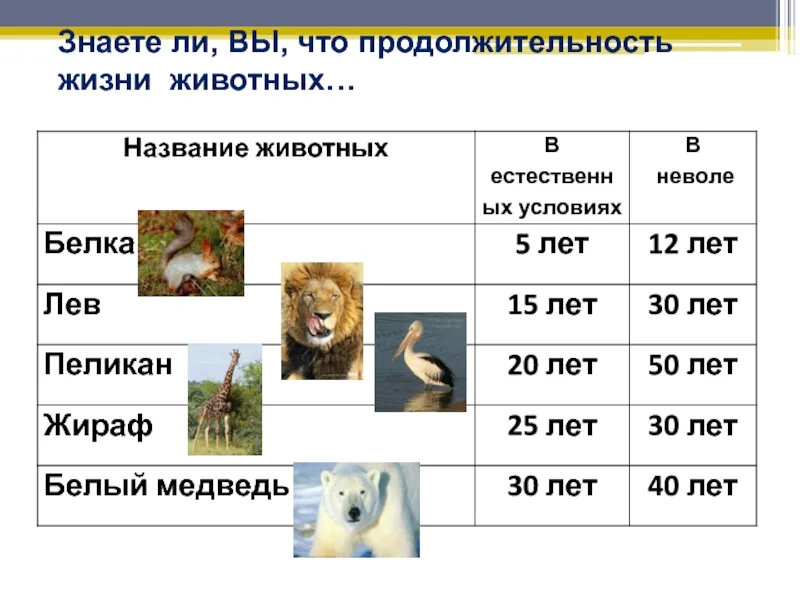 Продолжительностьдизни животных. Продолжительность жизни животных. Продолжительность жизни разных животных. Животные и Продолжительность жизни 1 класс.