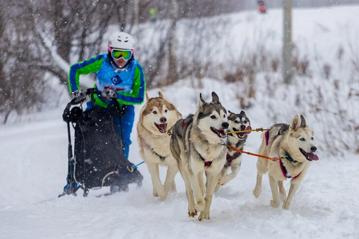 Спорт новосибирск