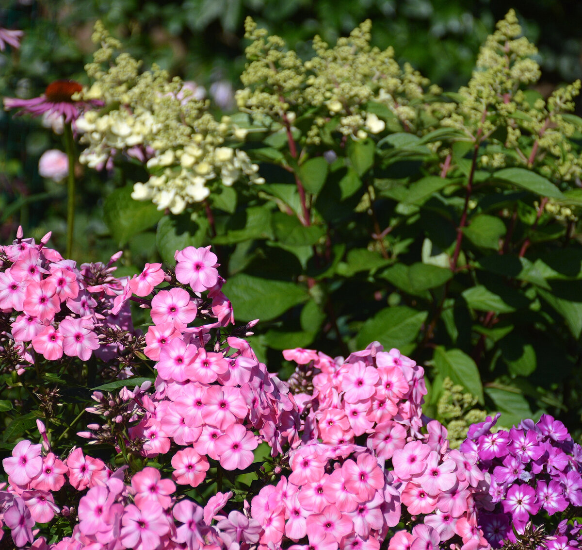 Как-то так.... Все фотографии в статье мои. Растения - за одним исключением- тоже