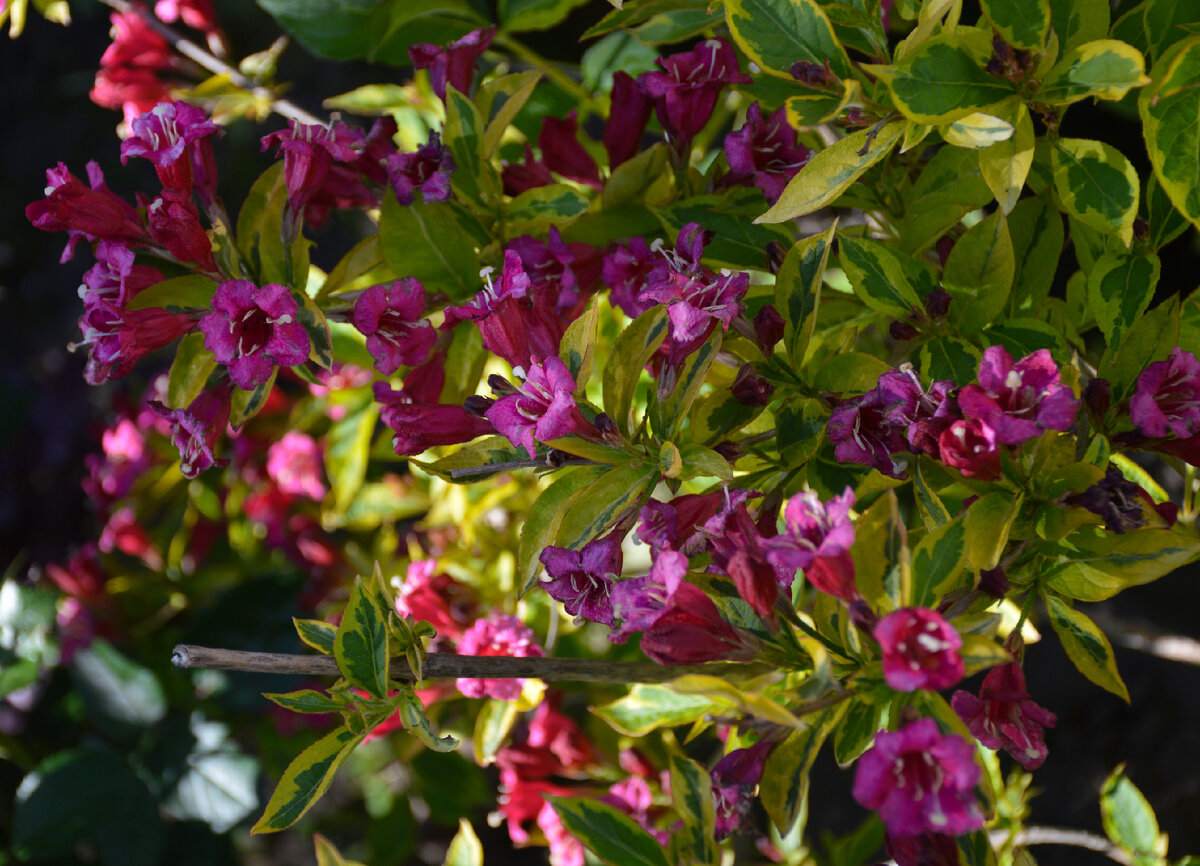 Вейгела в середине июня