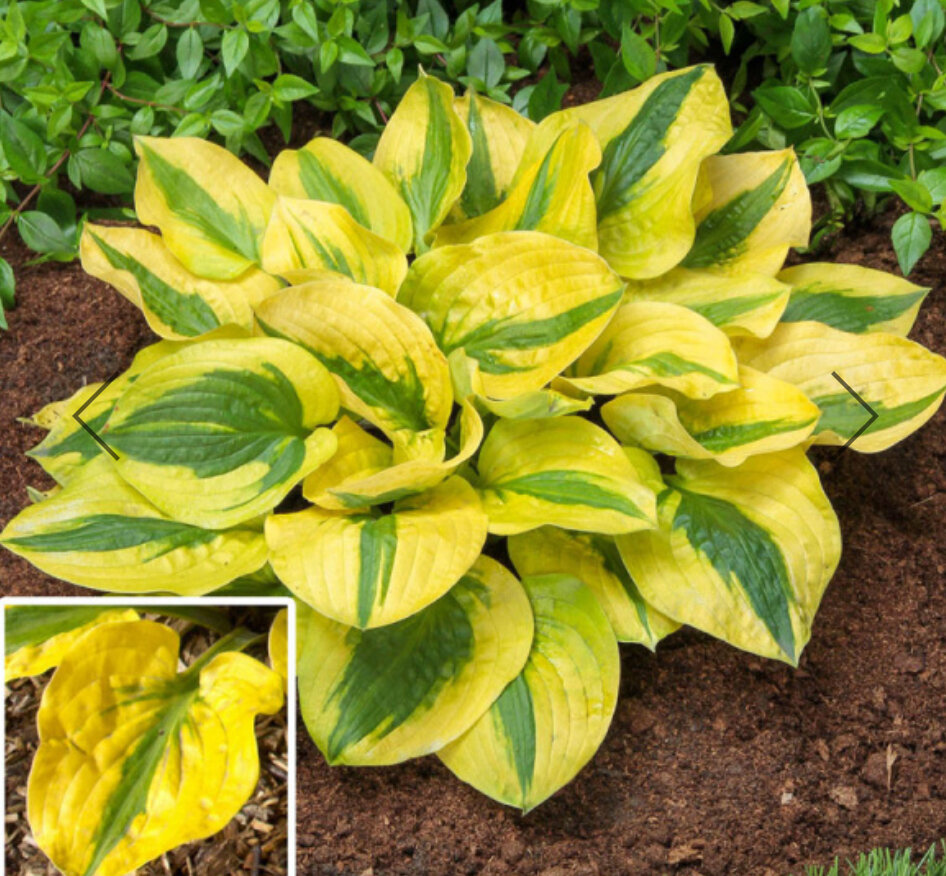 Хоста глэд рэгс. Хоста гибридная глэд рэгс. Хоста глэд тидингс. Хоста глэд рэгс. Хоста гибридная глэд рэгс.