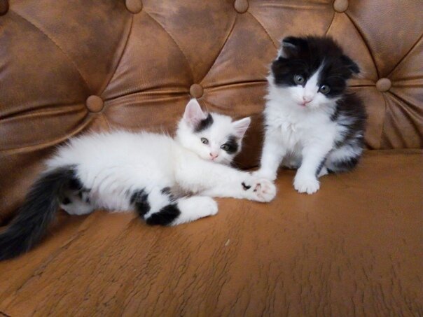 Котята даром в спб. Возьму котенка. Котята в приюте. Кошку подняли за шкирку. Маленькие котята в хорошие руки.