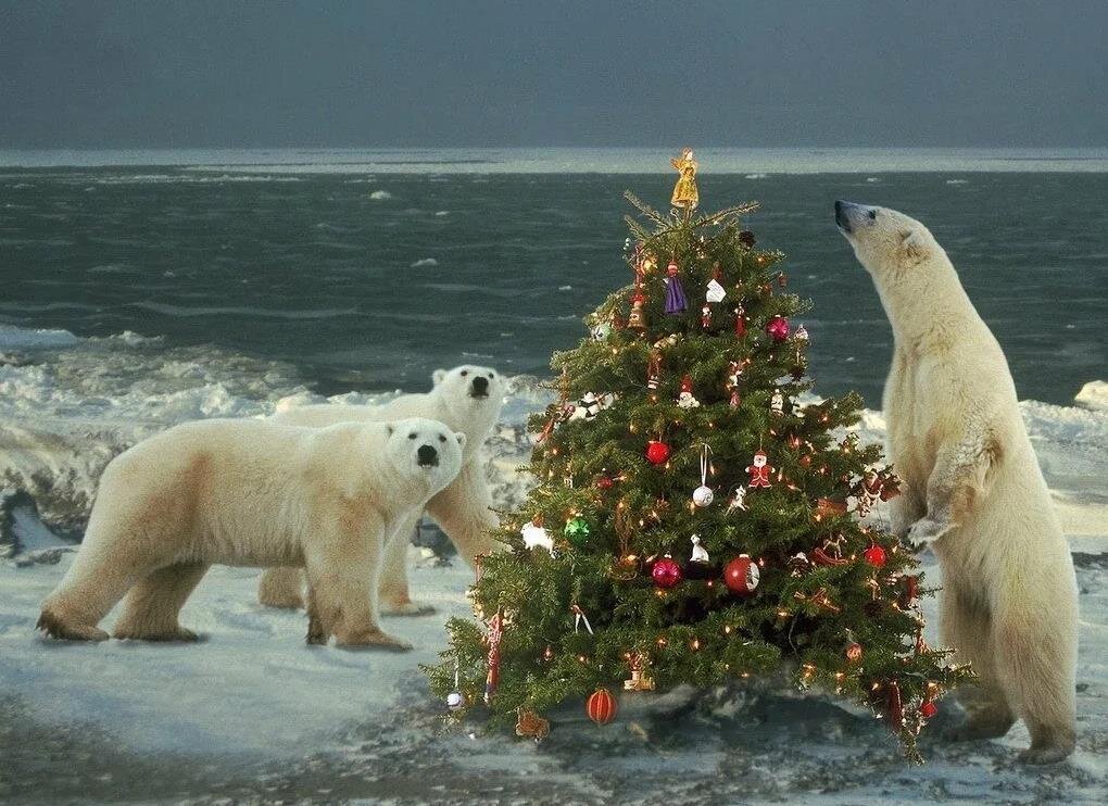 Картинка взята отсюда: https://fishki.net/mix/2459794-dedushka-moroz.html