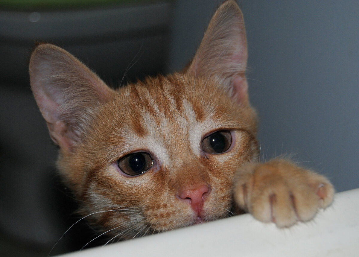 Малыш (3,5 месяца)