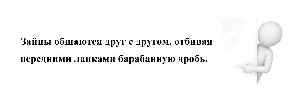 Интересный факт про зайцев