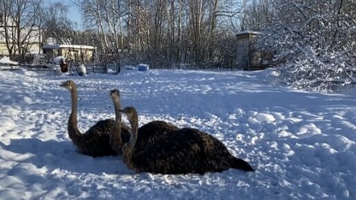 Гуляем в -24 ❄️❄️❄️ #африканскиестраусы #страусята #ostrich