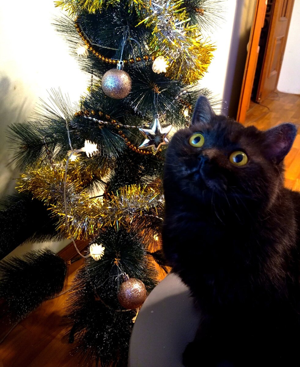 Кошкинью обязаны содержать все двуногие члены семьи