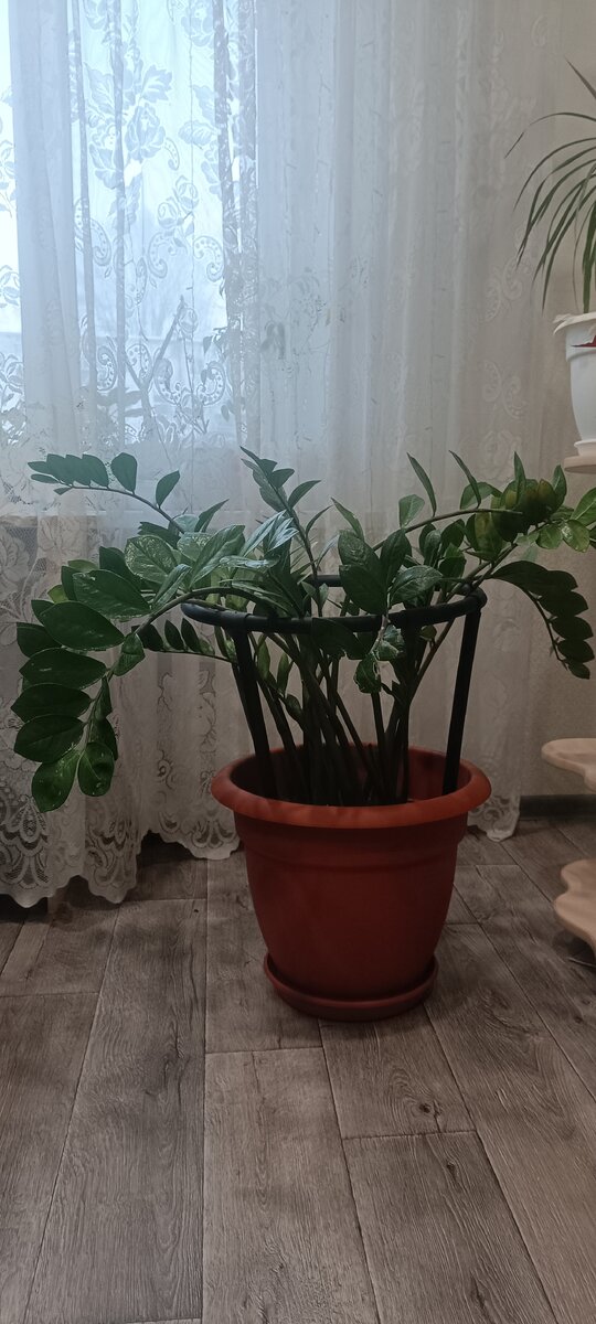 Этому красавцу 10 лет