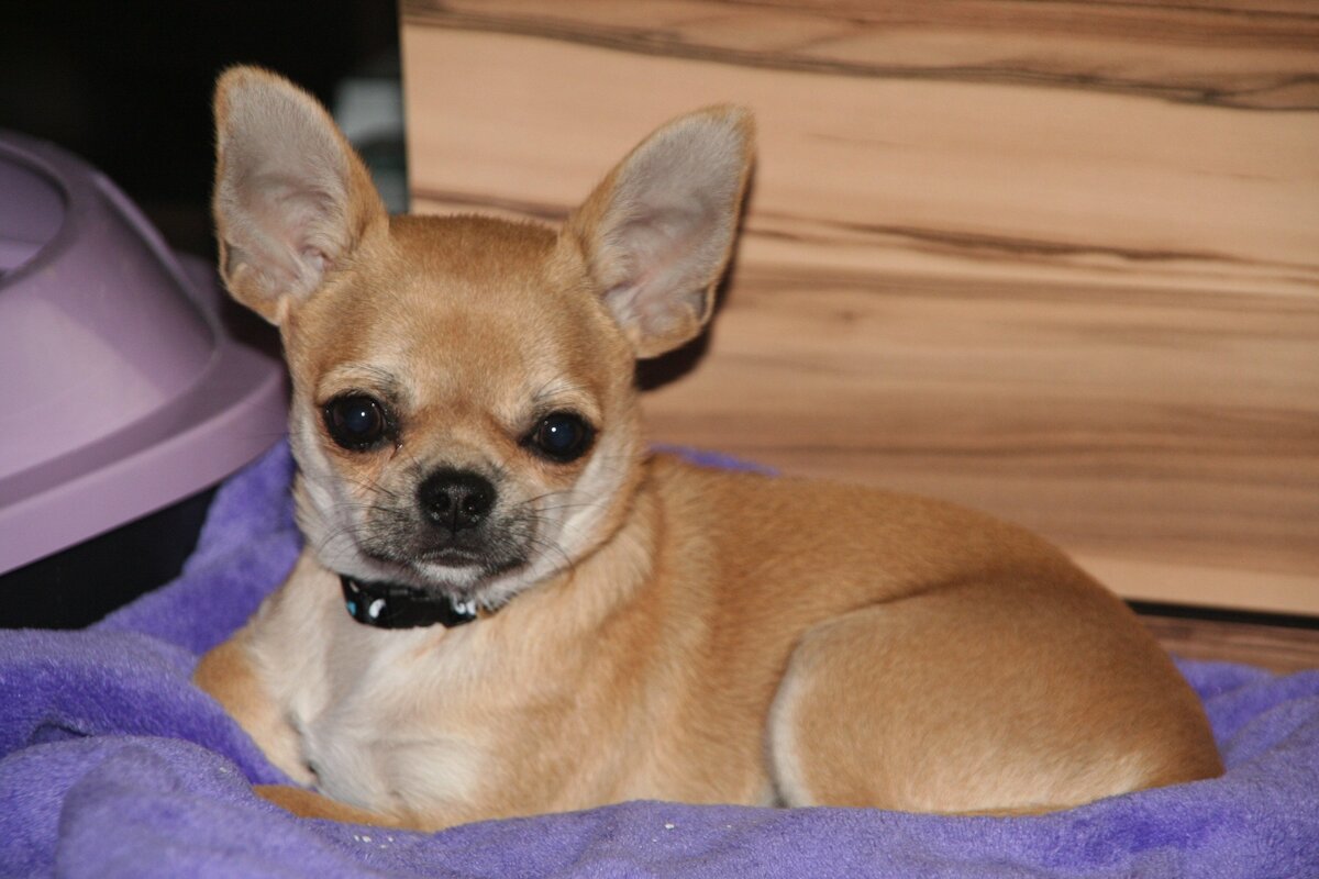 Стаффордширский бультерьер. 61. Самые самые пушистые собаки большие. Лабрадор лает. Популярные породы собак 2023.