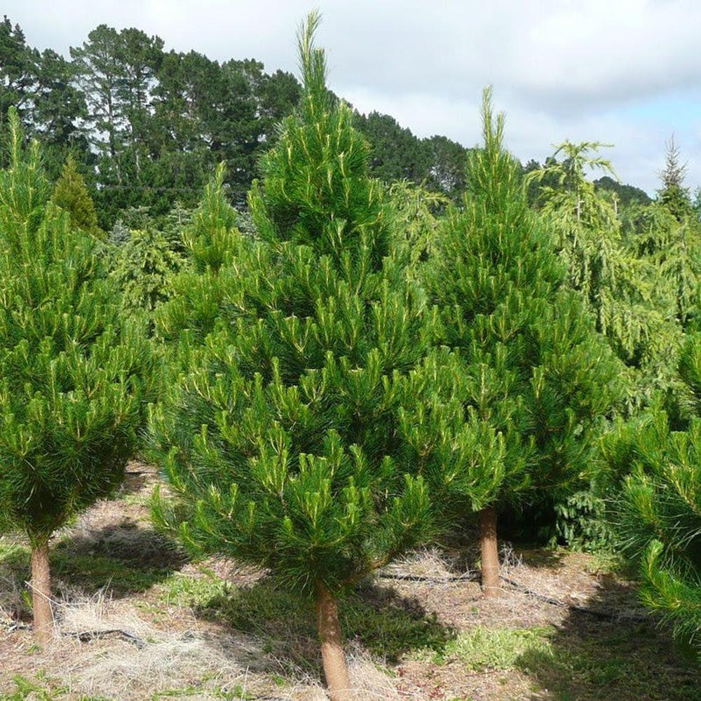 Хвойная 39. Сосна Радиата. Деревьев Pinus Radiata. Сосна Радиата партнеры в композиции.