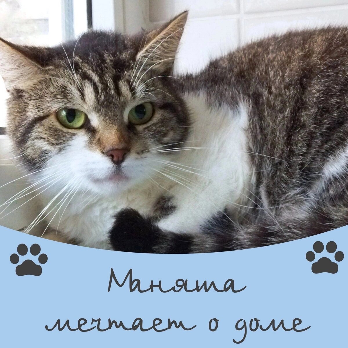 Кот Маняша мечтает о доме 🐈💐🐾 | Приют для кошек 