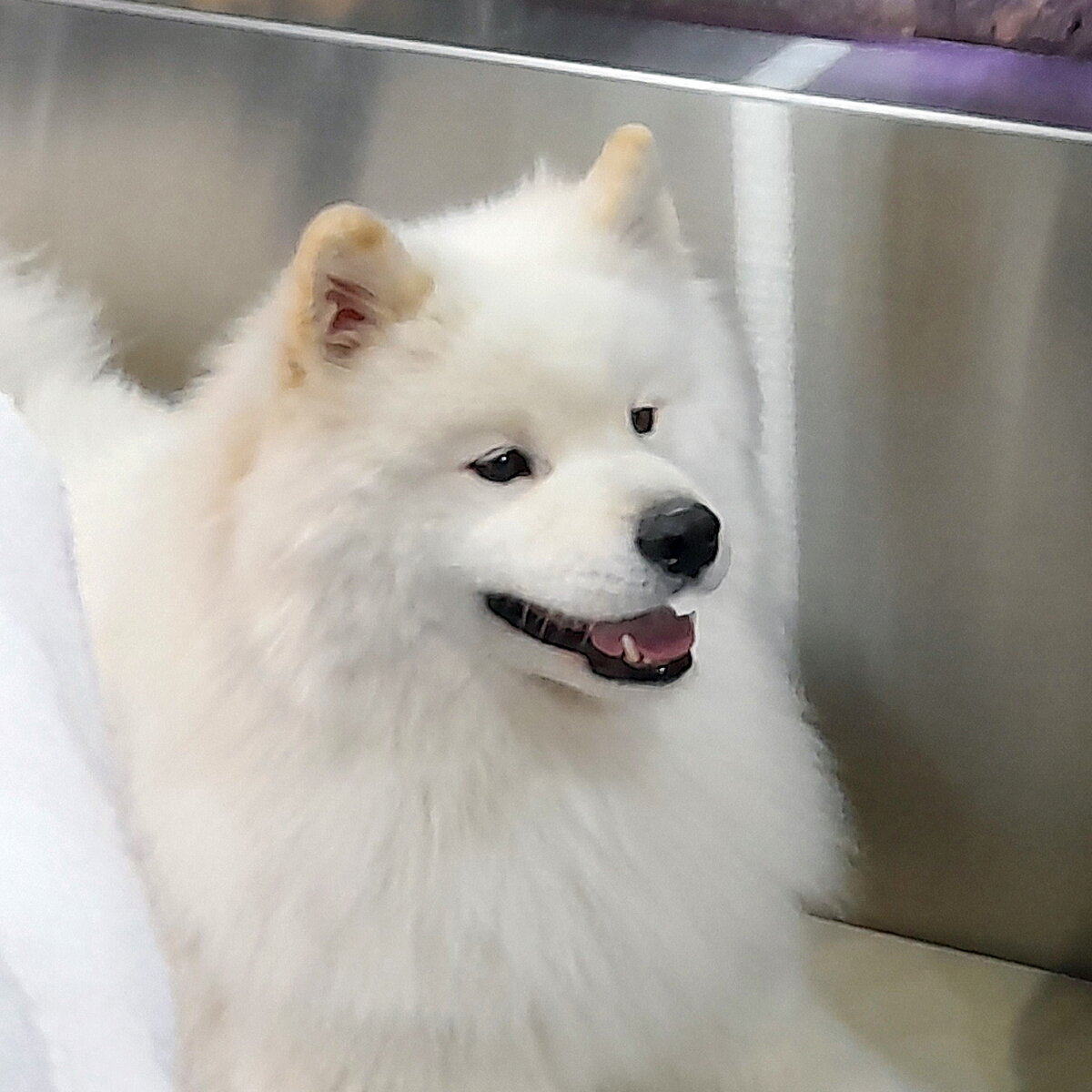 Самоед в кафе Winters Village. Здесь и далее в публикации фото из личного архива