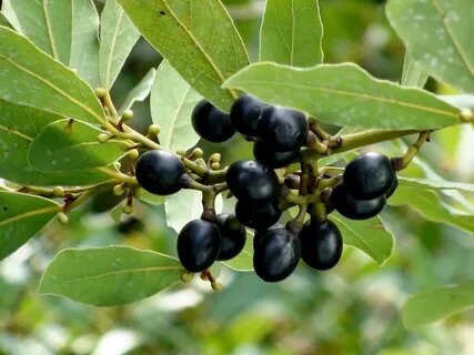 Лавр благородный. Изображение взято из открытого источника.