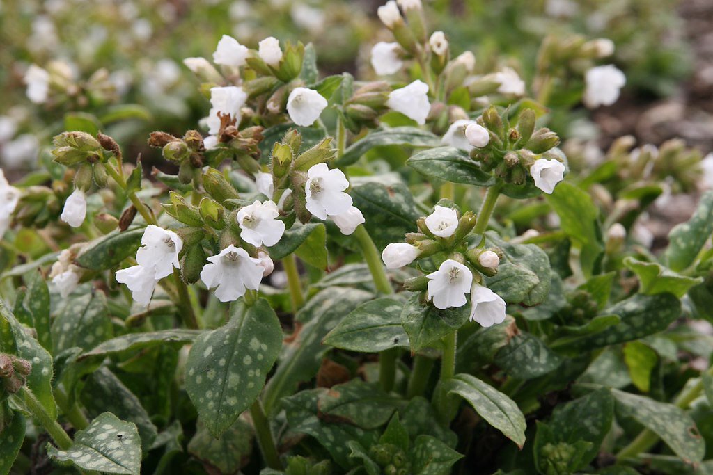 Медуница гибридная Опал. Фото из открытых интернет-источников