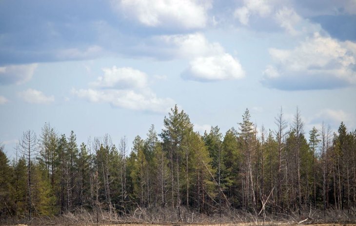   В Ростовской области создано «Управление агролесомелиорацией» для учета и управления лесными полосами