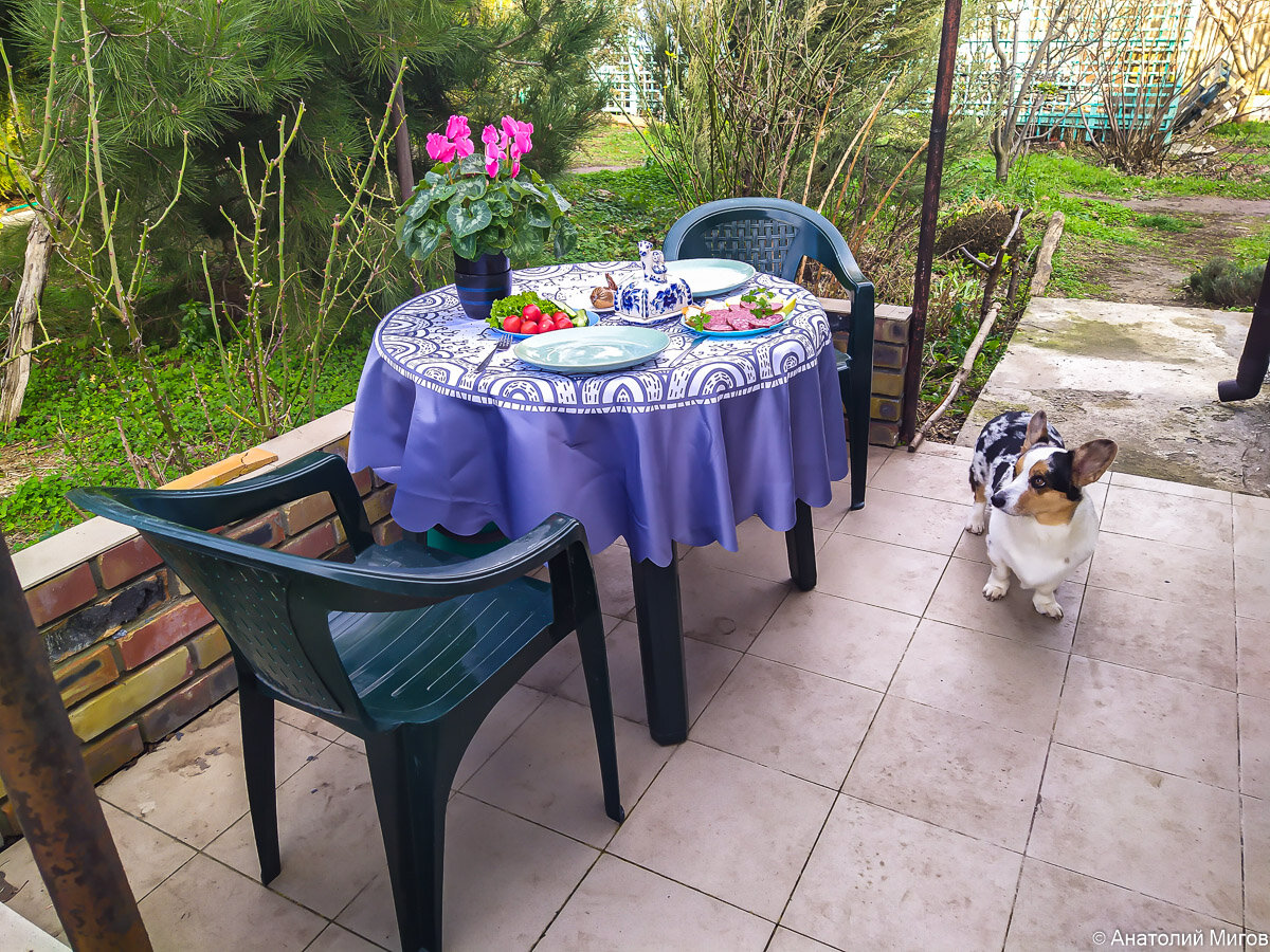 Алкоголики на детской площадке. Стаи бродячих собак в городе. Собака спит свернувшись клубочком. Спят двор. Щенок на крыльце.