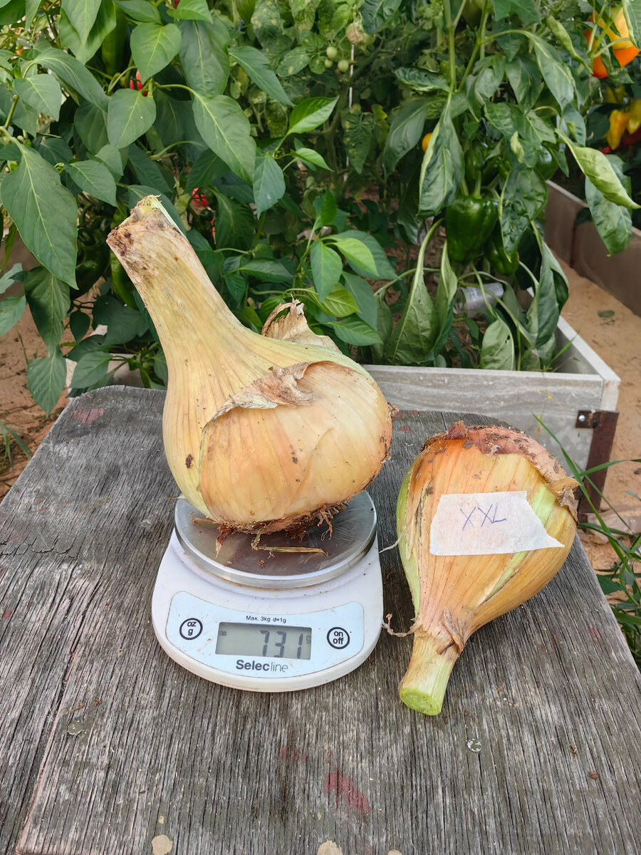 лук XXL из покупных семян, урожай 2023г