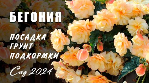 Кормилицына цветочные мечты Кормилицына цветочные мечты